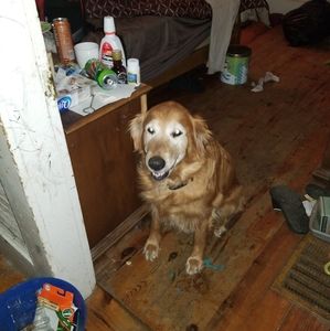 Meet your Posher, Bruce